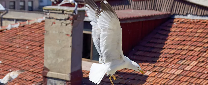 Residential Chimney Animal Removal Solution in Redondo Beach, CA